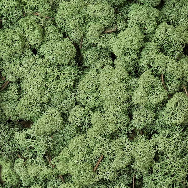 Lichene stabilizzato Verde Medio 0,45 m2