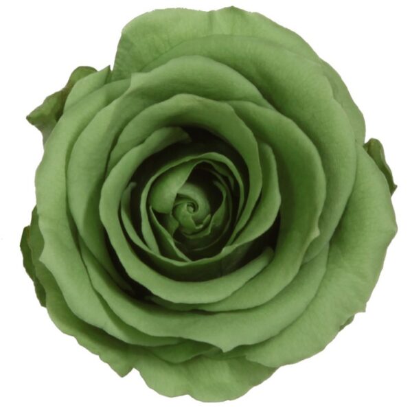 Rose Stabilizzate Verde (6) Standard