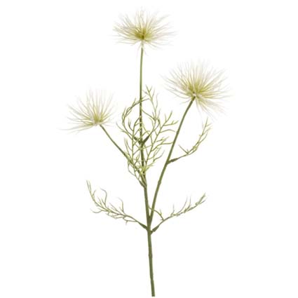 Anemone Crema h65 cm