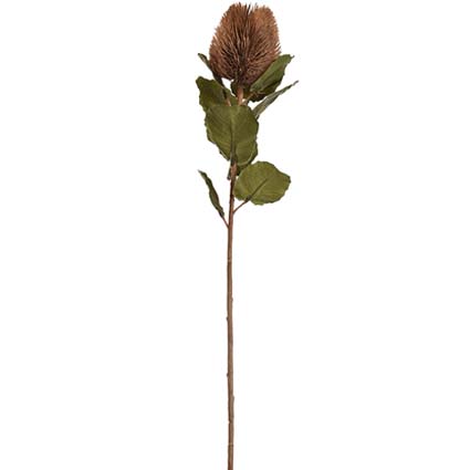 Banksia marrone h59 cm