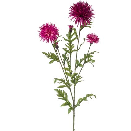 Centaurea Fucsia h100 cm