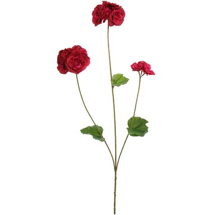 Begonia burgundy h75 cm