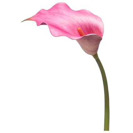 Calla Lily Fucsia h83 cm