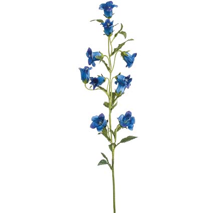 Campanula Blue h88 cm