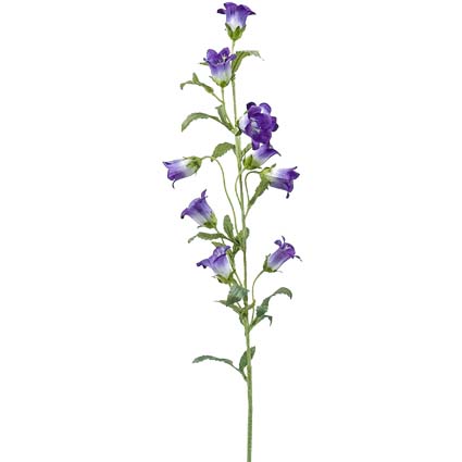 Campanula viola h88 cm