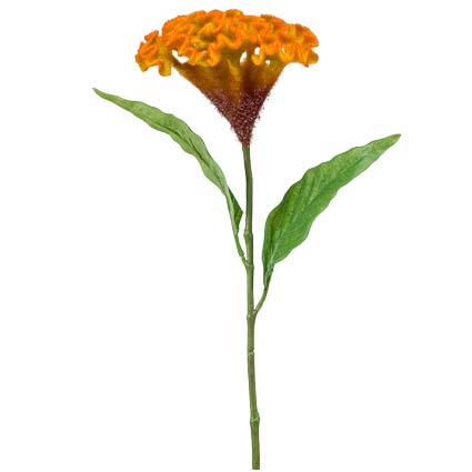 Celosia arancio h62 cm