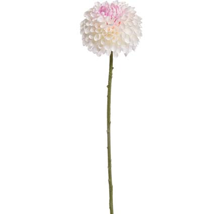 Dalia Pompon Rosa h64 cm