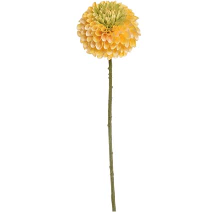 Dalia Pompon gialla h64 cm