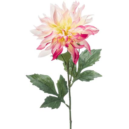 Dalia variegata rosa h60 cm