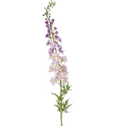 Delphinium Viola variegato h130 cm