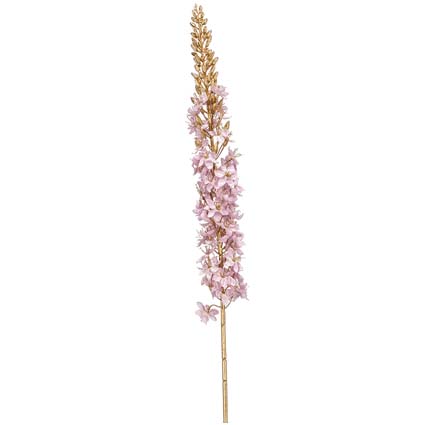 Eremurus Lilla h107 cm