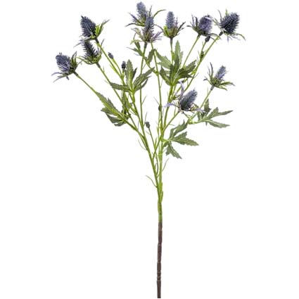 Eryngium Blue h68 cm