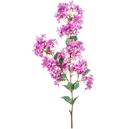Gelsomino Lilla h115 cm