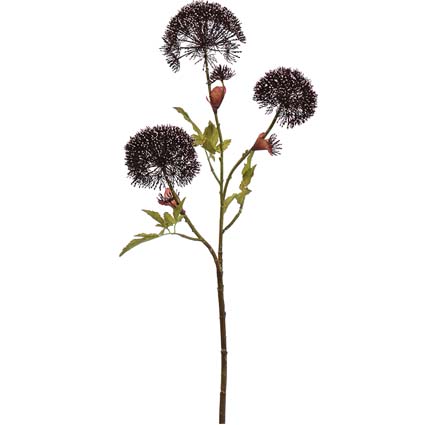 Heracleum lavanda h90 cm